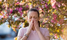 4 loại thảo dược hỗ trợ trị viêm mũi dị ứng mùa Xuân