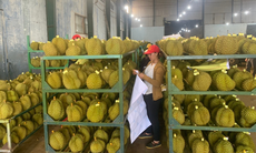 Nông sản Việt nhộn nhịp xuất khẩu sang thị trường Trung Quốc
