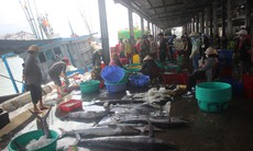 Ngư dân Khánh Hòa trúng lộc biển đầu năm