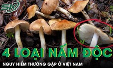 4 loại nấm độc nguy hiểm thường gặp ở Việt Nam