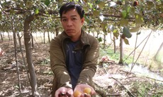 Nhiều nông dân trồng táo ở Ninh Thuận khóc ròng vì bụi


