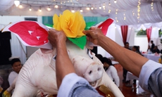 Về La Phù xem người dân hóa trang lợn thành "hoa hậu"