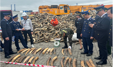 Lại phát hiện hàng trăm kg ngà voi nhập khẩu trái phép
