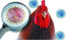 Cúm A(H5N1) khiến 1 người ở Campuchia tử vong, Bộ Y tế yêu cầu tăng cường phòng, chống cúm gia cầm lây sang người