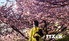 Thủ đô Tokyo của Nhật Bản đón mùa hoa anh đào sớm bất thường