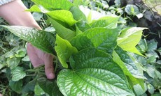 Lá lốt, thảo dược tốt cho người mắc trĩ