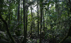 Lạc ở rừng Amazon một tháng, chàng trai sống sót bằng cách ăn giun và uống nước tiểu của chính mình