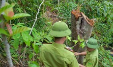 Nhiều cây rừng tự nhiên ở huyện miền núi Quảng Trị bị đốn hạ