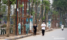 Hàng loạt cây giáng hương được trồng thay thế cây nhãn trên phố đi bộ Trịnh Công Sơn