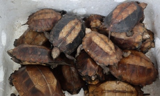 Gần 100 cá thể rùa sa nhân được giải cứu 