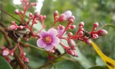 Các bài thuốc trị bệnh từ hoa khế ít người biết