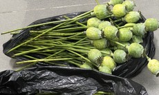 Bắt hai phụ nữ mua bán quả anh túc trên mạng xã hội