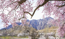 Thiên đường hoa rực rỡ, nên thơ giữa thung lũng Hunza