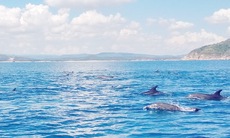 Đàn cá heo nhảy nhót thích thú gần bờ biển Phú Yên báo hiệu điều gì?
