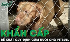 Từ vụ cụ bà 82 tuổi bị chó cắn tử vong: Người dân đề xuất khẩn cấp quy định cấm nuôi chó Pitbull
