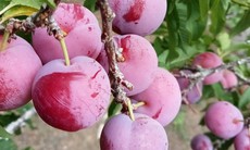 ‘Cherry Việt’ đổ bộ thị trường, giá chỉ 12.500 đồng/kg