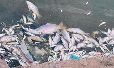 Cá chết nổi trắng hồ điều hòa lớn nhất TP Hà Tĩnh