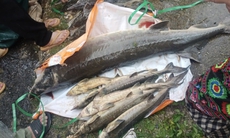 Lũ quét tại Lai Châu cuốn trôi hàng chục tấn cá tầm