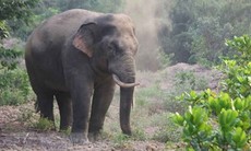 Sinh cảnh cho voi rừng dần thu hẹp, cá thể voi cũng giảm dần