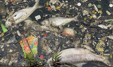 Xác cá chết, rác thải bốc mùi hôi thối một góc Hồ Tây
