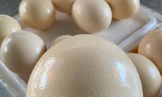 Loại trứng giá nửa triệu đồng một quả vẫn đắt hàng