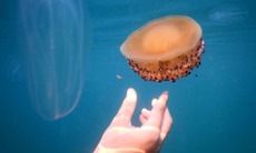 Nhận biết các loài sứa độc cắn và sơ cứu đúng cách