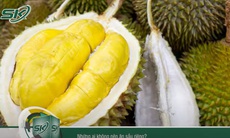 Những ai không nên ăn sầu riêng? 