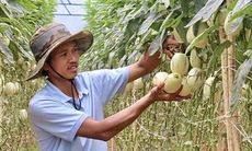 Phát sốt với dưa hấu tí hon 10 mùi trồng ở Đà Lạt, đắt hàng như tôm tươi