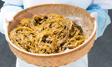 Cơ chế hỗ trợ hạn chế quá trình oxy hóa của Fucoidan