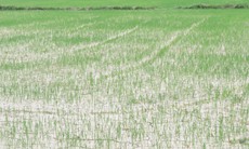 Nông dân mòn mỏi chờ nước để cứu ruộng lúa khát khô