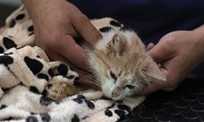 'Đảo quốc mèo' đối mặt nguy cơ mèo chết tràn lan do nhiễm virus