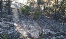 Khống chế thành công vụ cháy rừng ở núi Bàu