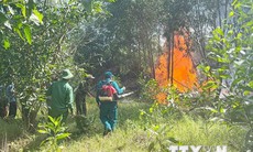 Ninh Bình huy động 300 người kịp thời dập tắt vụ cháy rừng phòng hộ