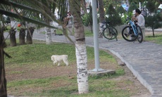 Nha Trang cấm chăn thả động vật nuôi trong khu công viên và tắm chung với người dưới bãi biển