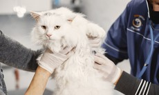 WHO thông tin về cúm A (H5N1) ở mèo