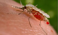 Sốt xuất huyết Dengue và bệnh Chikungunya do muỗi đốt có biểu hiện như nào?