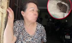 Vụ chuột cống "ngồi" trên túi bún ở Hà Nội: Chủ quán suy sụp tinh thần, hãi hùng kể lại giây phút đuổi chuột 
