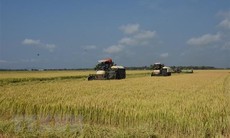 Giá gạo xuất khẩu tăng lên mức cao nhất trong hơn một thập kỷ