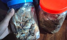 Lại xảy ra ngộ độc cá ủ chua: Thực phẩm tươi sống vẫn có nguy cơ gây ngộ độc nếu không tuân thủ nguyên tắc này