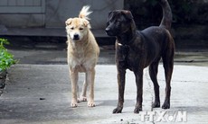 Đồng Nai: Xuất hiện 5 ổ dịch chó dại, nguy cơ diễn biến phức tạp