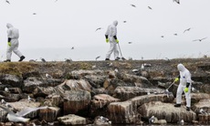 Biến thể cúm H5N1 lưu hành ở mòng biển tại Phần Lan và Na Uy, hàng nghìn chim hoang dã chết