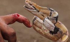 Nhận biết và ứng phó khi gặp rắn độc