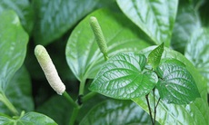 Lá lốt trị được bệnh gì?