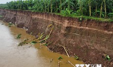 Phú Thọ: Sạt lở nghiêm trọng bờ Sông Thao, đe dọa hơn 1.000 hộ dân