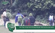 Bắt giữ nhóm đối tượng trồng gần 1000 cây cần sa trên Núi Bể ở Bình Thuận