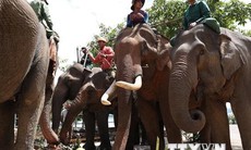 Đắk Lắk: Mở 'tiệc buffet' cho đàn voi nhà nhân Ngày quốc tế voi 12/8