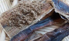 Khai thác tận diệt giun đất, liệu có còn vị thuốc địa long?