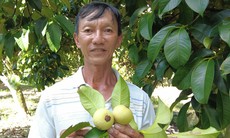 Người đàn ông ‘đút túi’ 1 tỷ đồng/năm nhờ trồng toàn cây ăn trái ai cũng mê