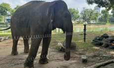 Hai chú voi ở Vườn thú Hà Nội đã được đi lại tự do