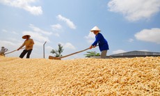 Giá lúa gạo tăng kỷ lục, chuyên gia cảnh báo ‘đừng ngộ nhận’
